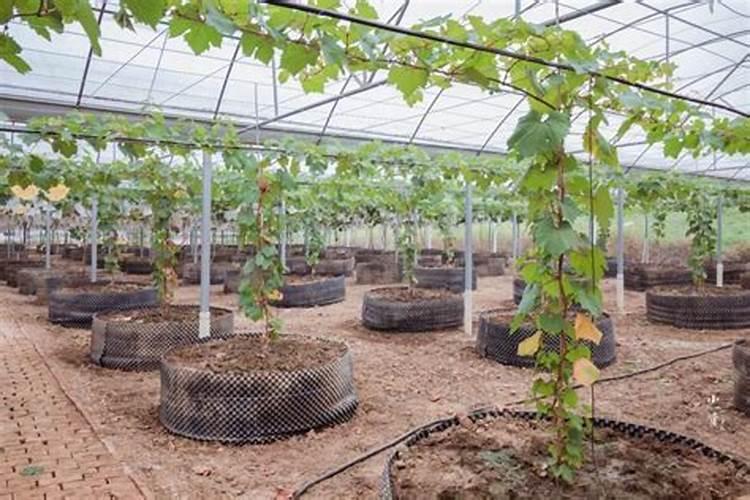 红提葡萄下架的时间要滴什么肥料？