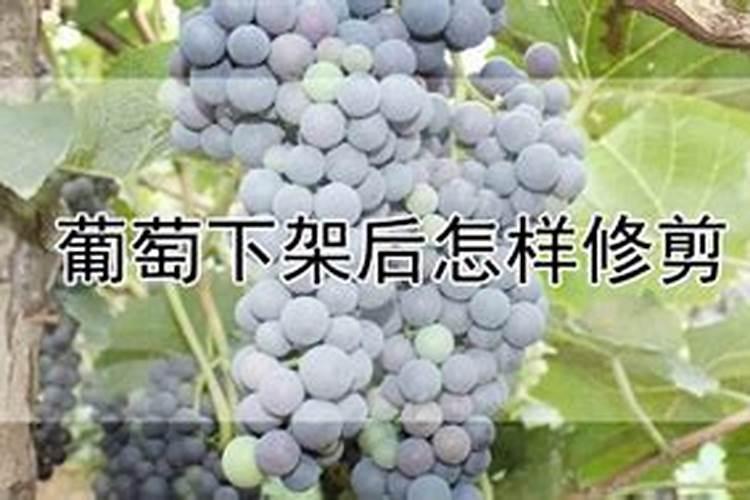 葡萄树施什么肥好
