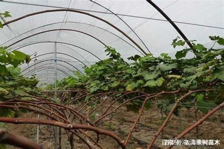 葡萄落花后用什么含量的肥料好