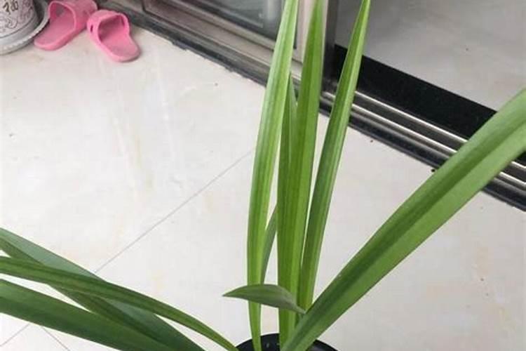 墨兰的水肥养护技巧