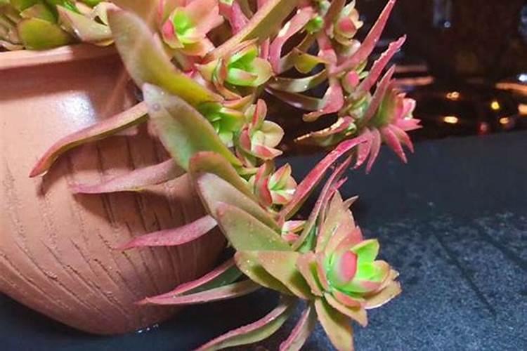 红薯种几个月能收获