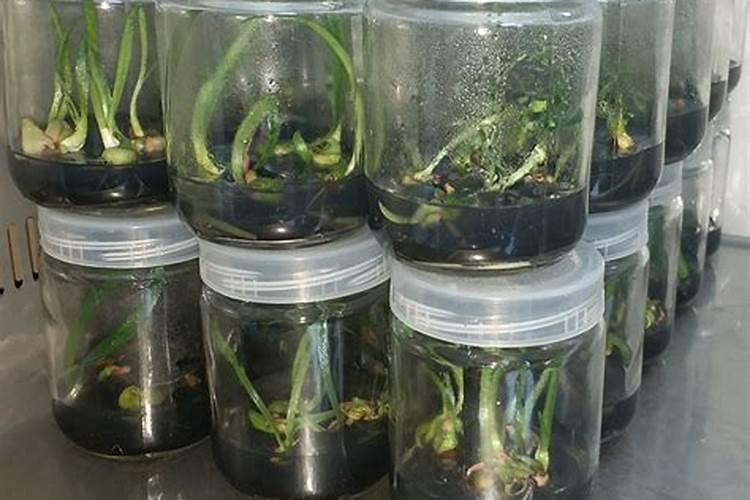 花盆里君子兰能种出来花苗吗？