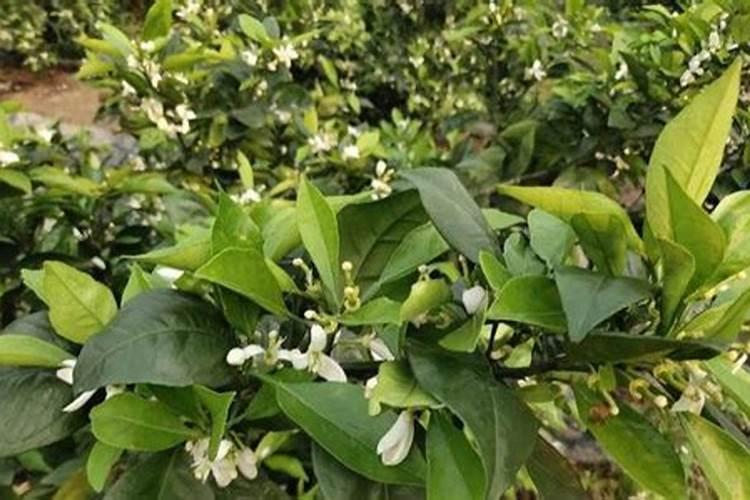 沃柑发芽了怎么种 沃柑发芽了如何种植