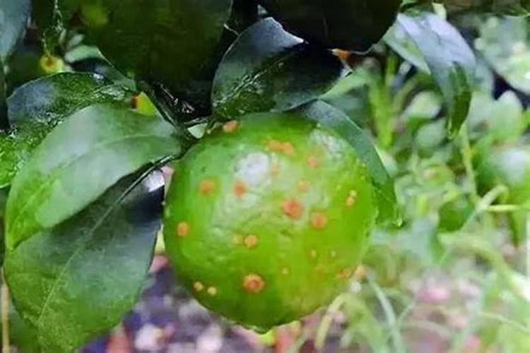 沃柑用什么肥最旺盛