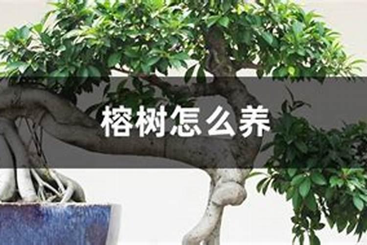 100毫升芸苔素打多少亩水稻