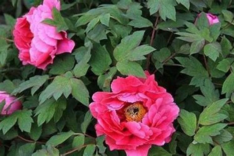 牡丹花施什么肥最好