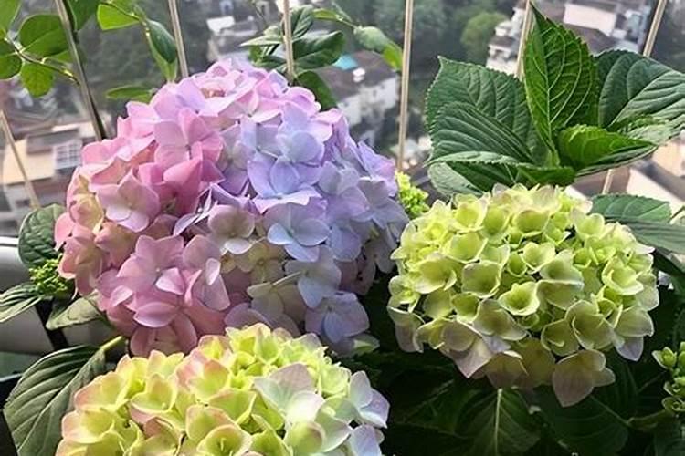 水果玉米施什么肥最好