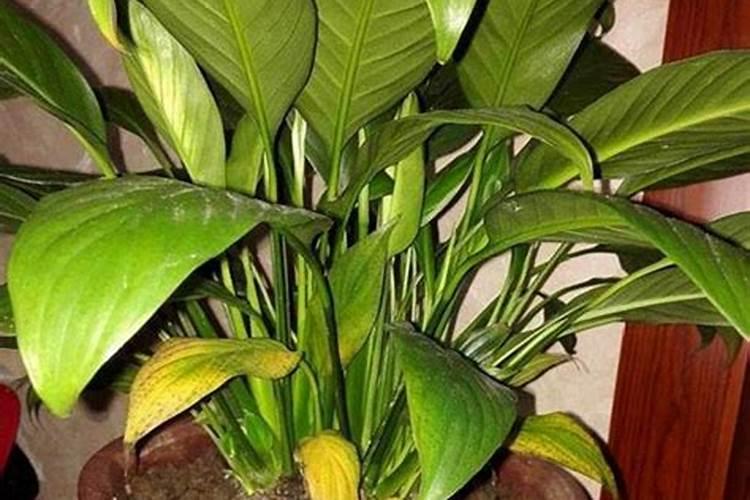 花生中后期怎么管理
