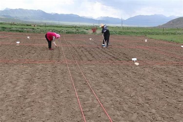 草木灰适合养什么花