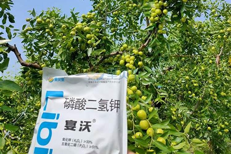冬枣树施什么底肥好