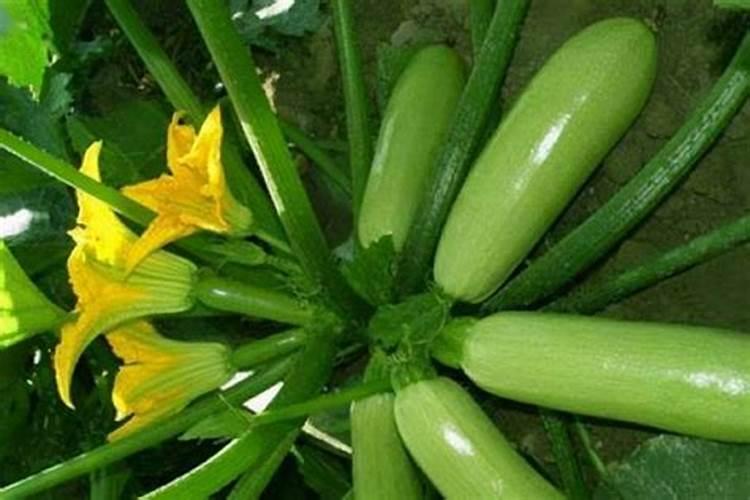 西葫芦怎么种才最好西葫芦的种植方法