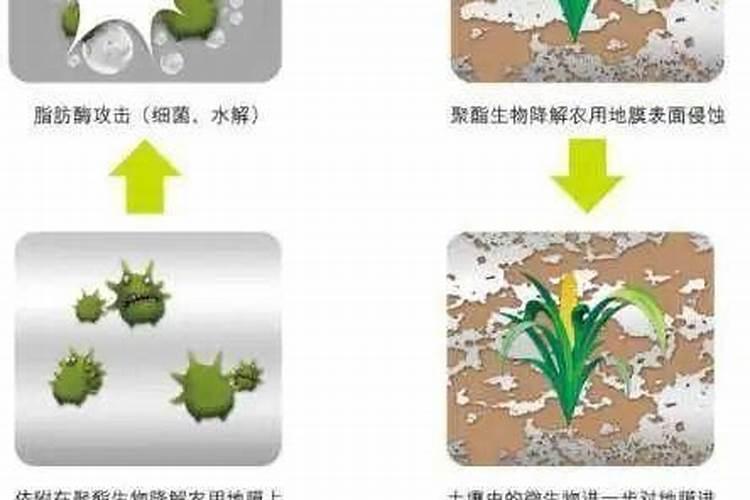腐植酸钠在对虾养殖中的作用