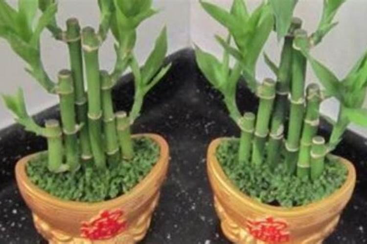 红皮龙眼树有普通龙眼树一样大吗