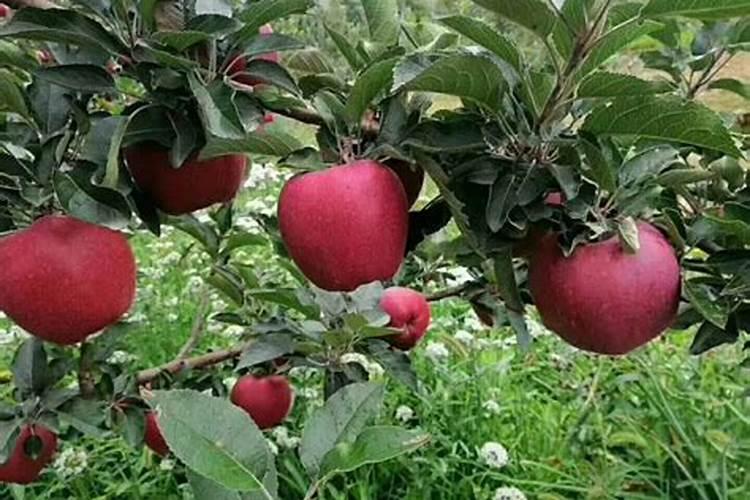 补钙肥料和氮磷钾水溶肥料可以一起用吗