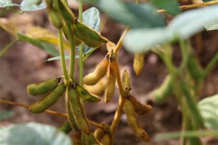 植物扦插时能否把土壤活化矿源黄腐酸钾菌肥拌沙土做扦插土质用？