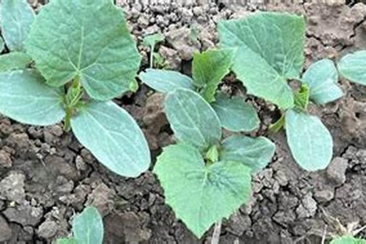 黄瓜苗什么时候施肥 黄瓜苗的施肥时间