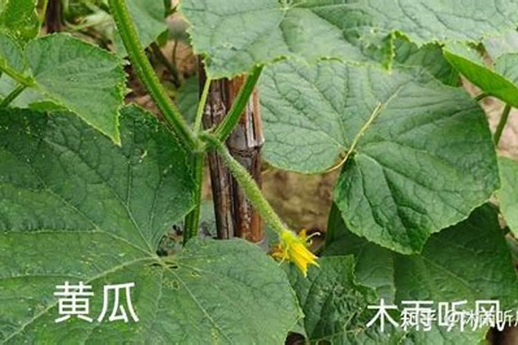 黄瓜几天一浇水几天一施肥