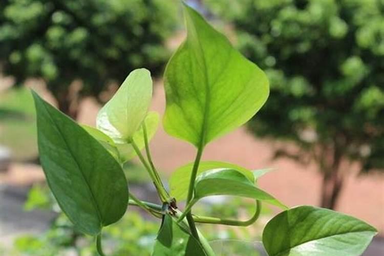 北京市钾肥、氮肥、磷肥、复合肥各多少钱一吨？