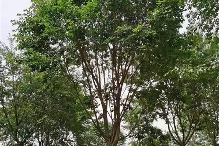 流苏树盆景多少钱一盆？流苏树的养殖方法介绍