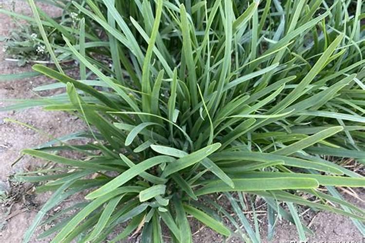 韭菜移栽后多久能施肥？