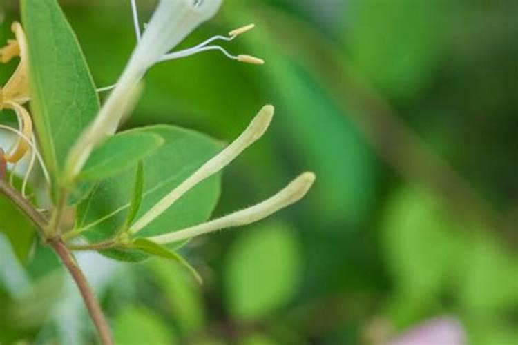 盆栽金银花的种植方法,只需5个步骤就能种出美丽的金银花