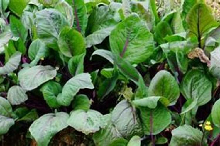 红菜苔施肥方法