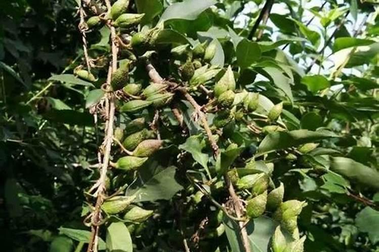 连翘籽种植时需要扇风吗？