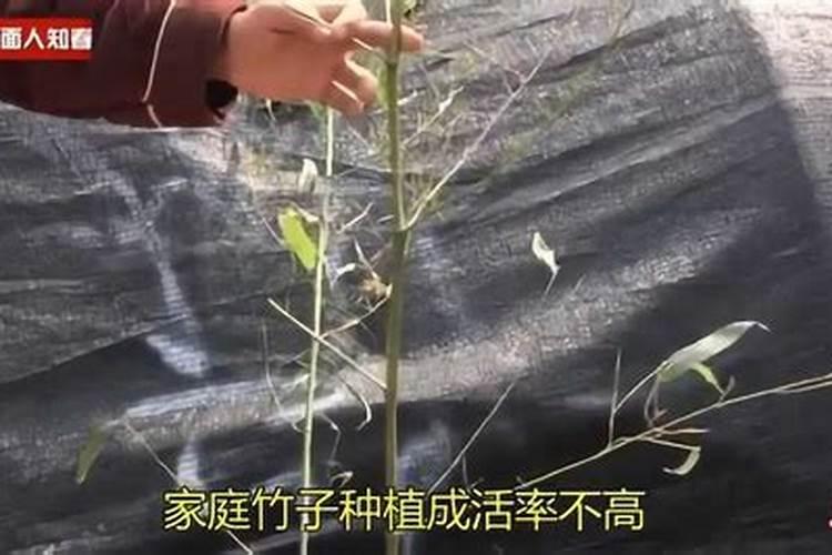 竹子移栽后多久施肥