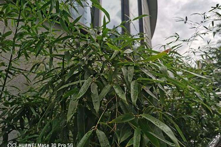 竹子移植后多久施肥