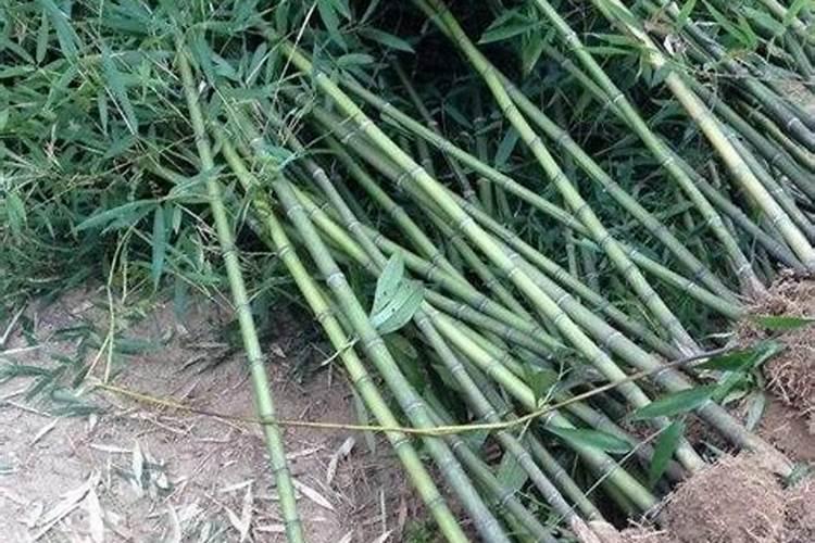 移栽竹子怎样养护呢
