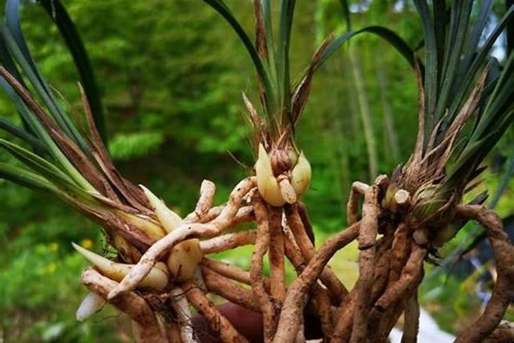 兰花多久施叶面肥适宜 合适的兰花叶面肥施用时间是多久？