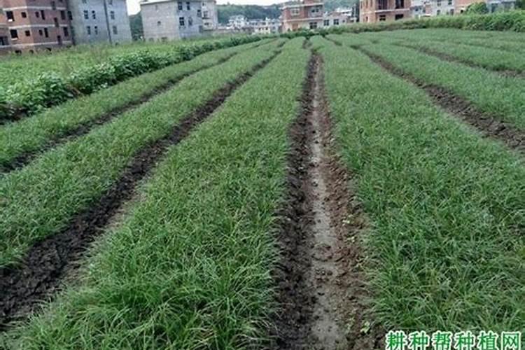 鱼籽福袋是怎样的？