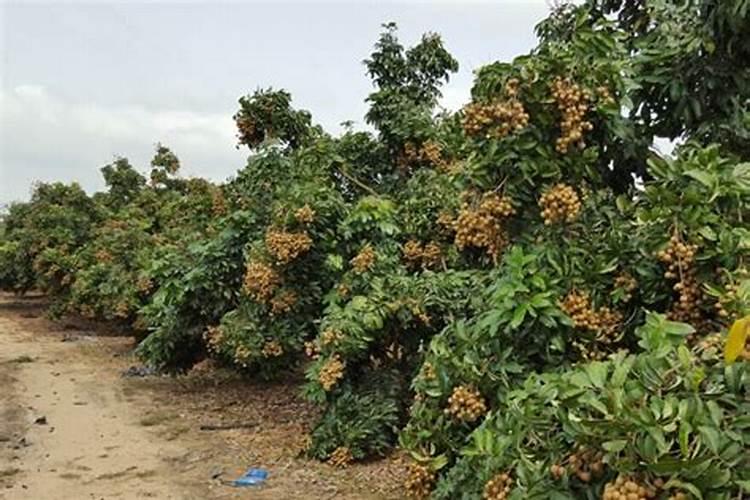 大棚冬季种植黄瓜,要使用叶面肥吗？