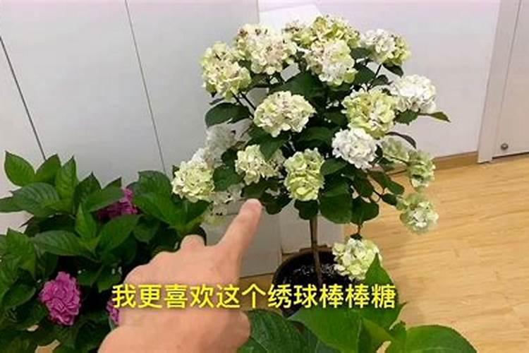 绣球花肥可以用于月季花吗？