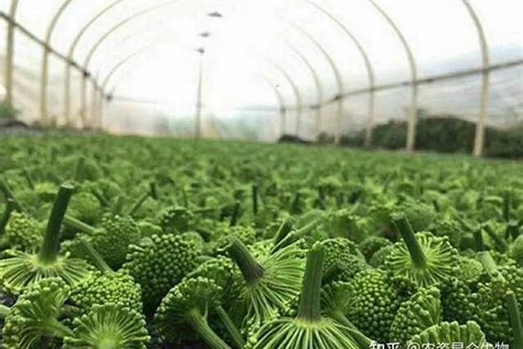 朝天椒黄叶病用什么药好