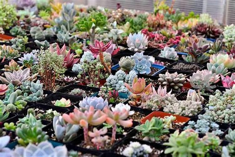 国光小花农的芽多多在多肉上效果怎样？