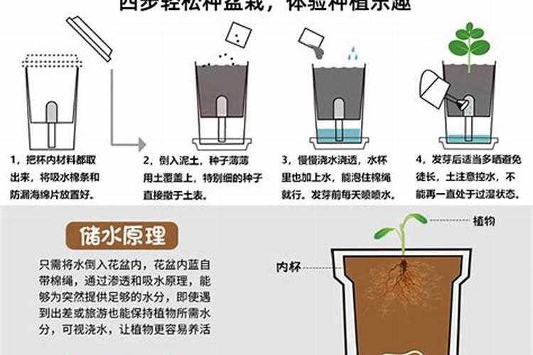 如何防止多肉徒长