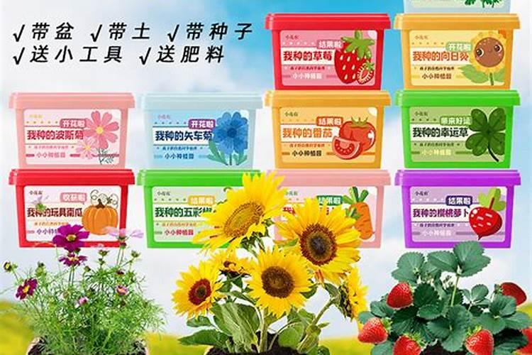怎样让多肉植物多长小仔