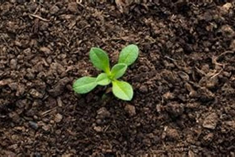 种植黄瓜的时候,为什么要避免偏施氮肥？