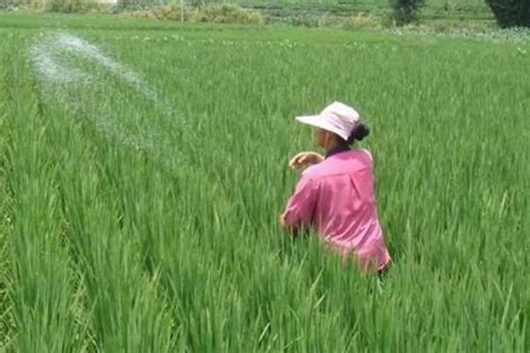 核桃黑斑病用什么杀菌剂最好