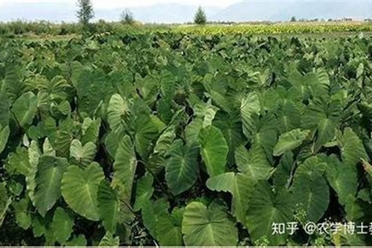 磷肥有哪些？磷肥作用是什么？