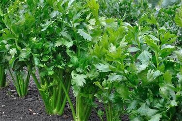 种芹菜用什么肥料好
