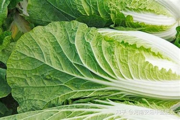 白菜需要什么肥料才长得好