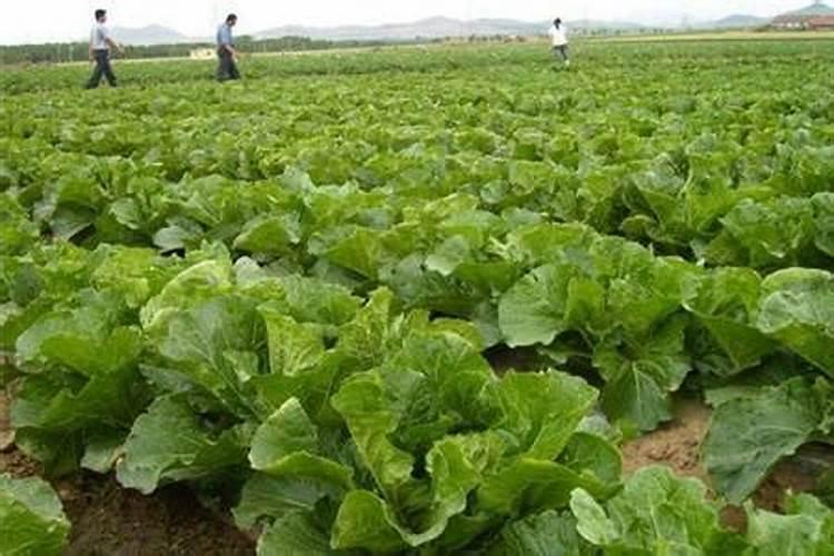 西红柿的种植用什么肥料好