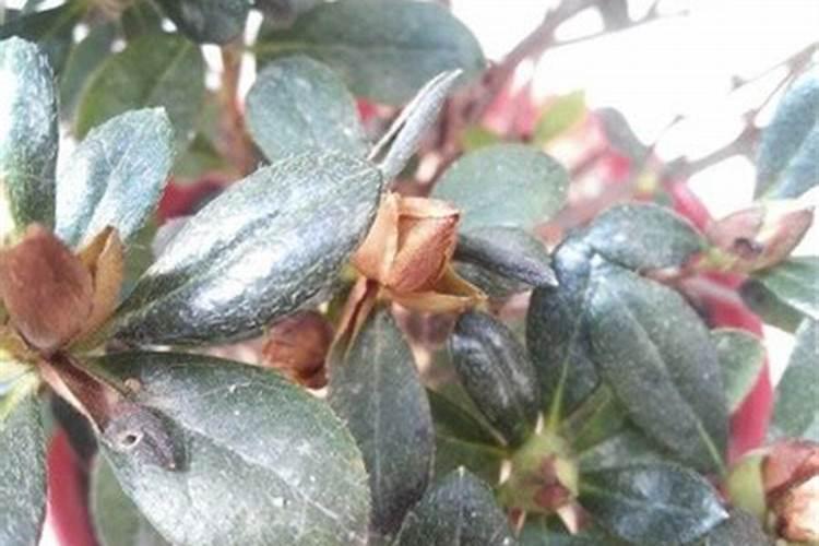 杜鹃花花苞枯了怎么办？为什么/