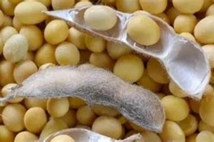 种大豆用什么肥好？