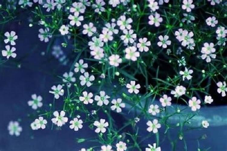 满天星什么时候施肥 满天星养殖技巧