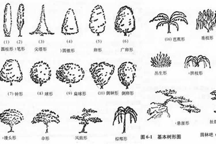 园林苗木用什么复合肥效果好,绿化树木施什么肥料最好