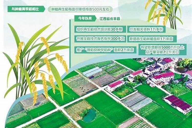 再生稻种植技术