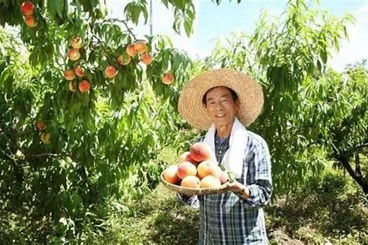 养花浇茶水好不好、用茶叶水浇花有什么好处